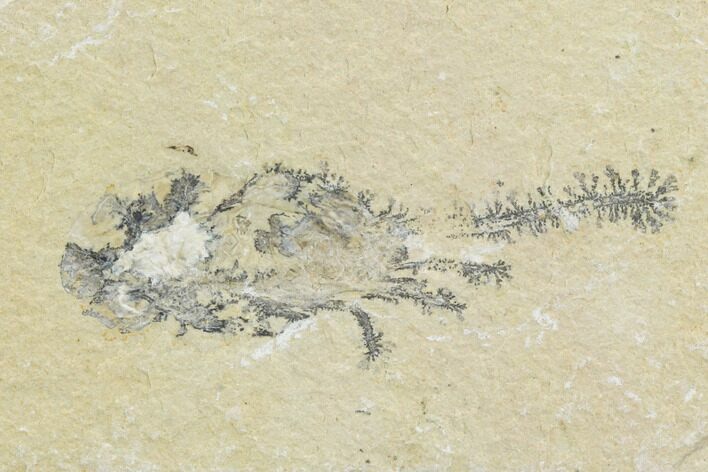 Cretaceous Fossil Shrimp - Lebanon #123903